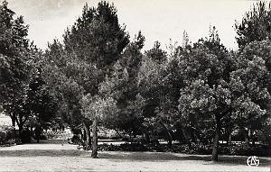 Aflou 506- Jardin public COLLECTION DES AMIS DE ND DE SANTA CRUZ